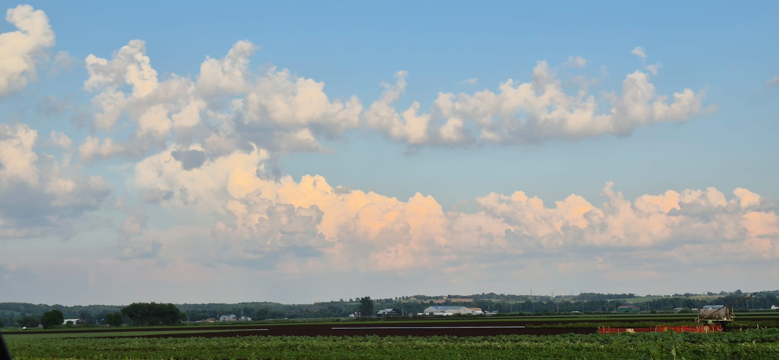 Bottle Gourd (葫瓜)