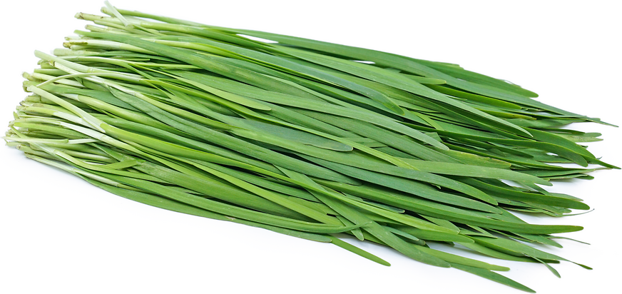 Garlic Chives
