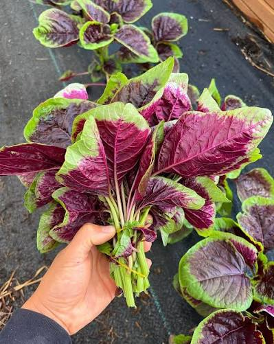 Chinese Spinach