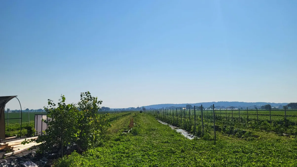 Farm Field