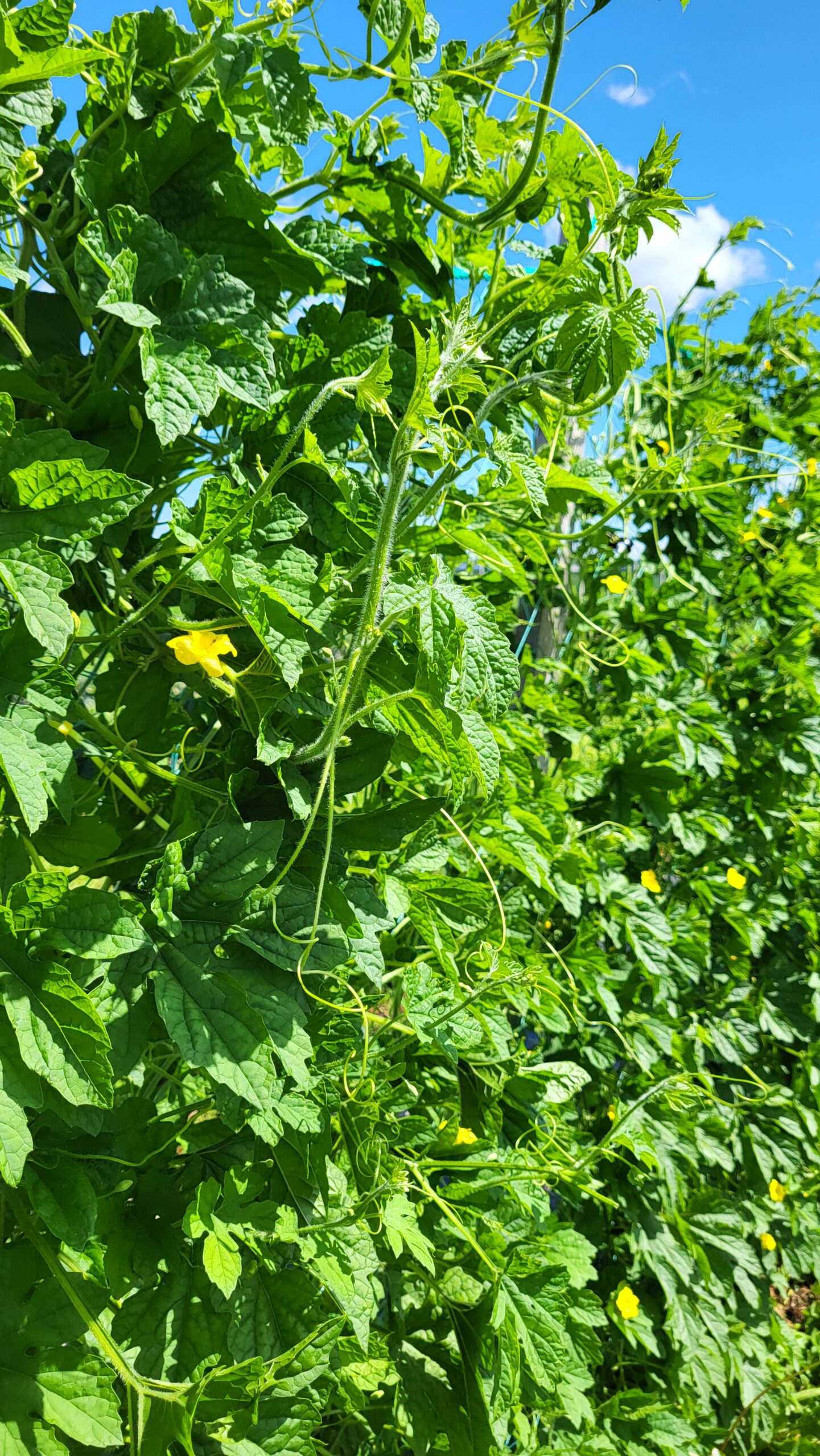 Bitter Melon Leaves