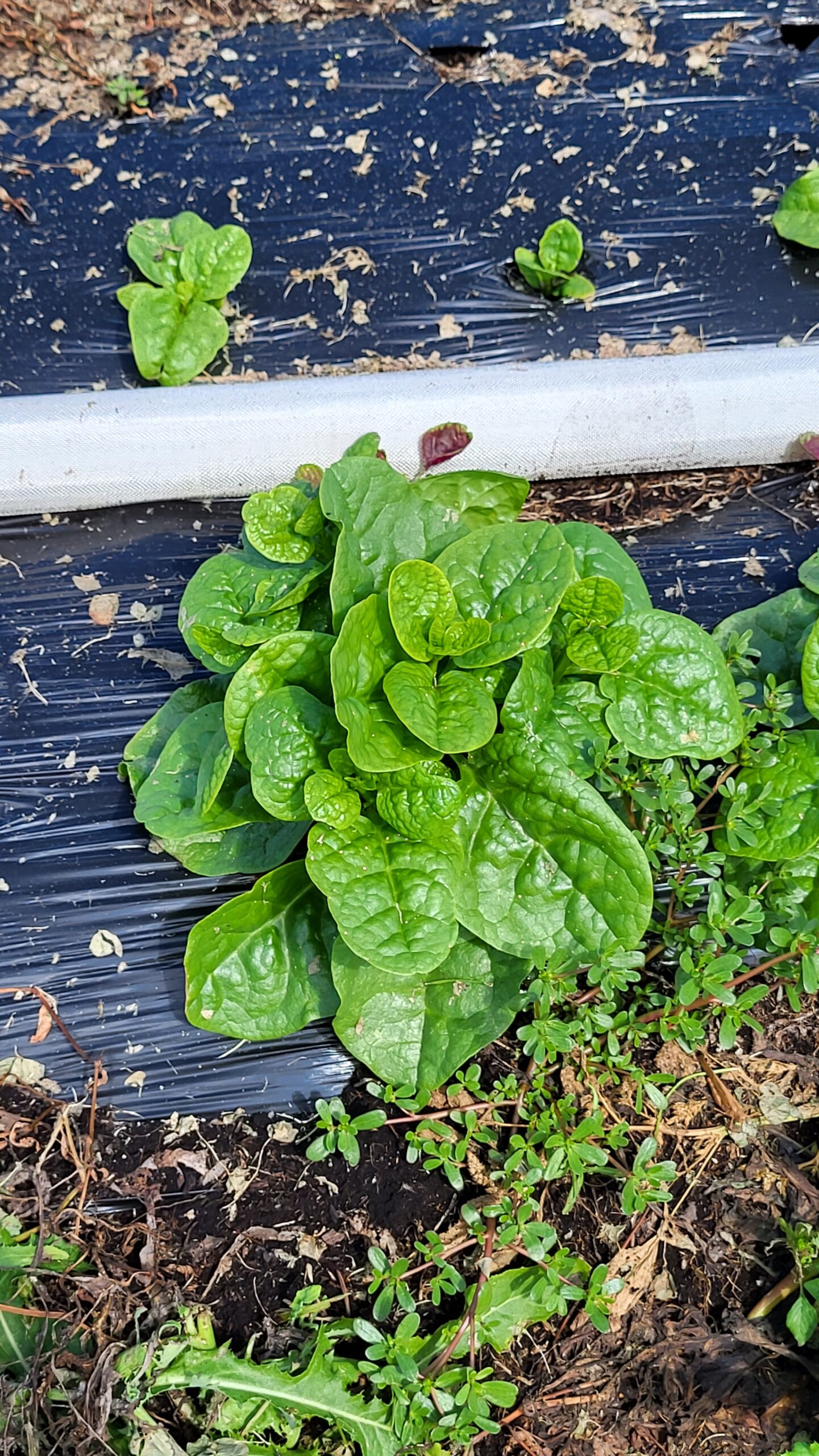 Malabar Spinach