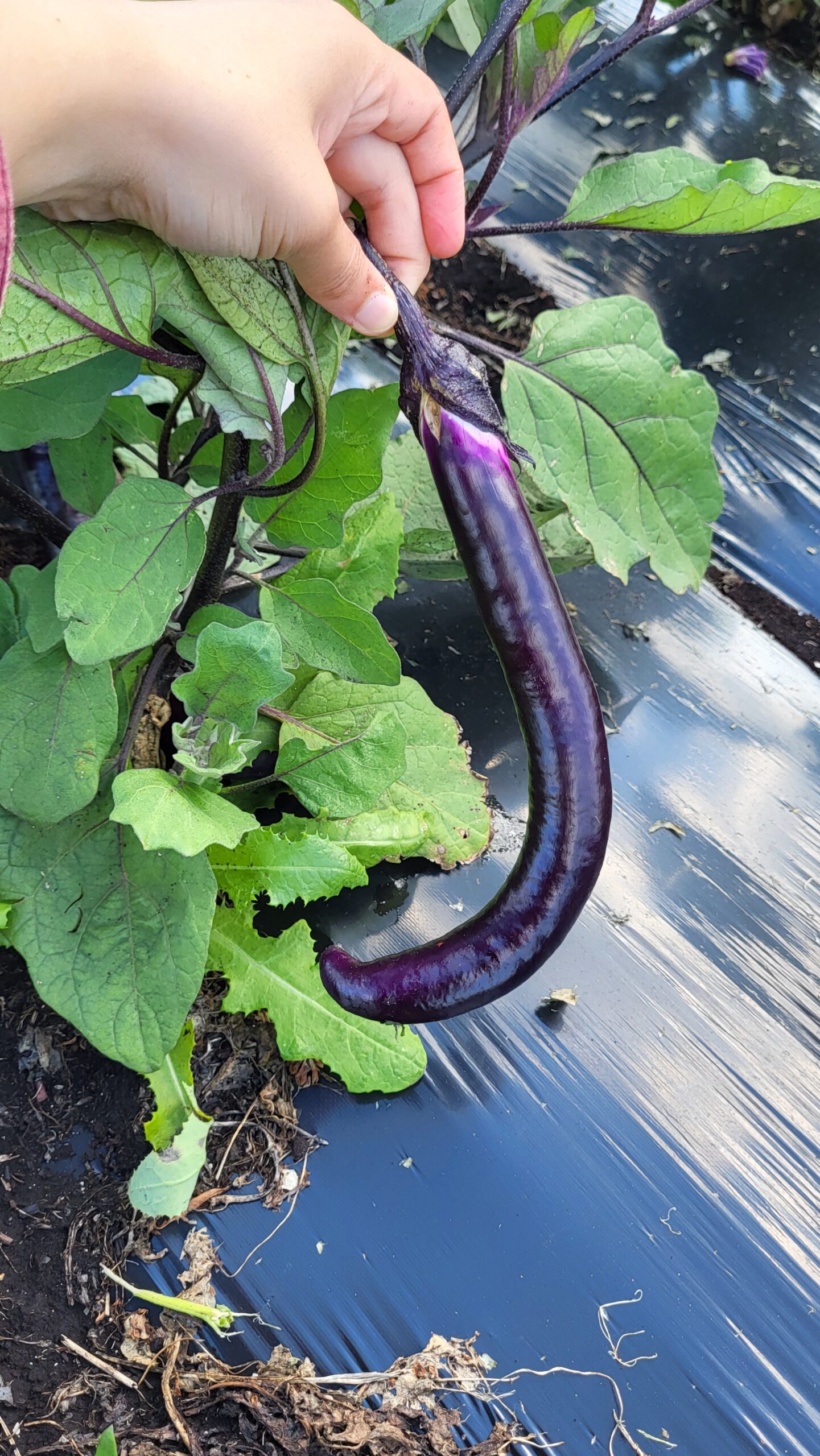 Eggplant