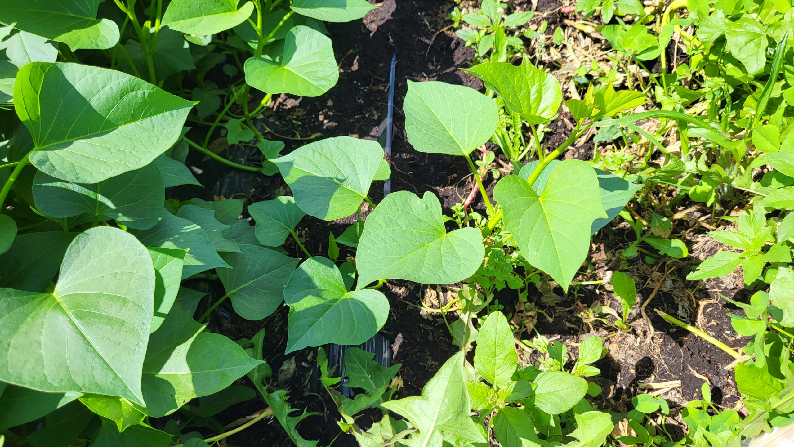 Sweet Potato Leaves