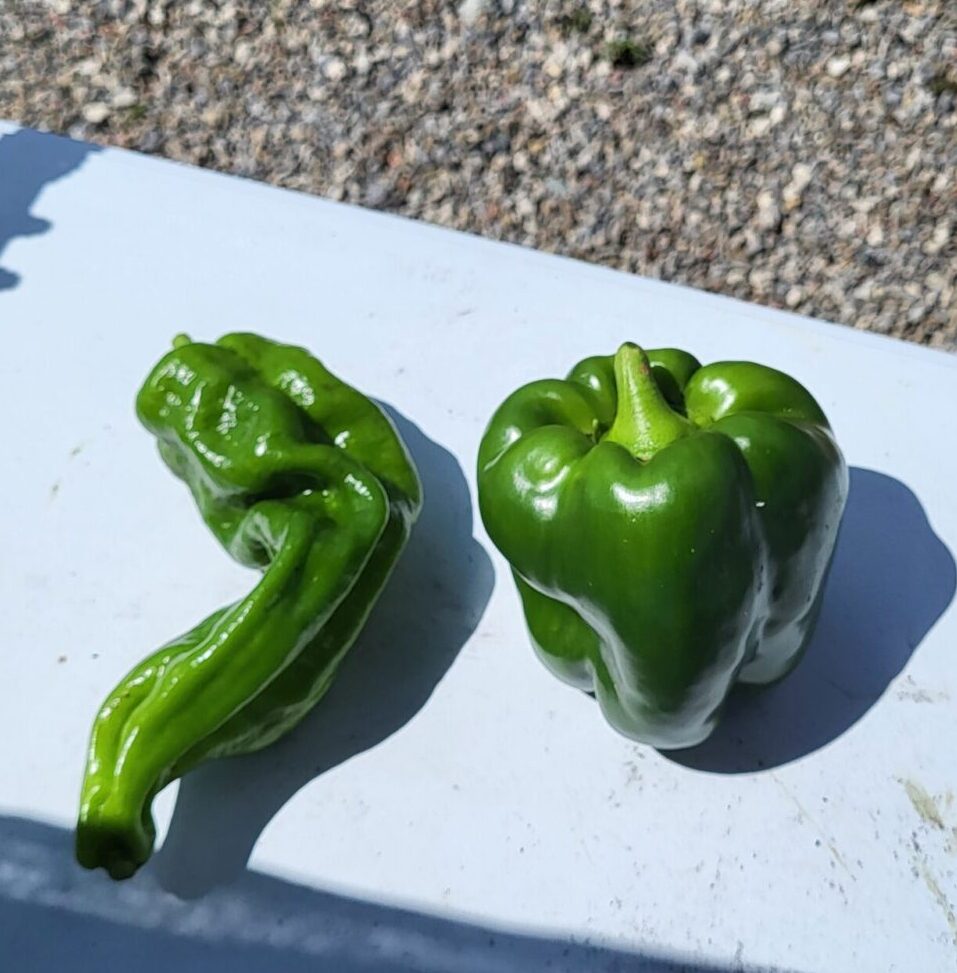 Peppers