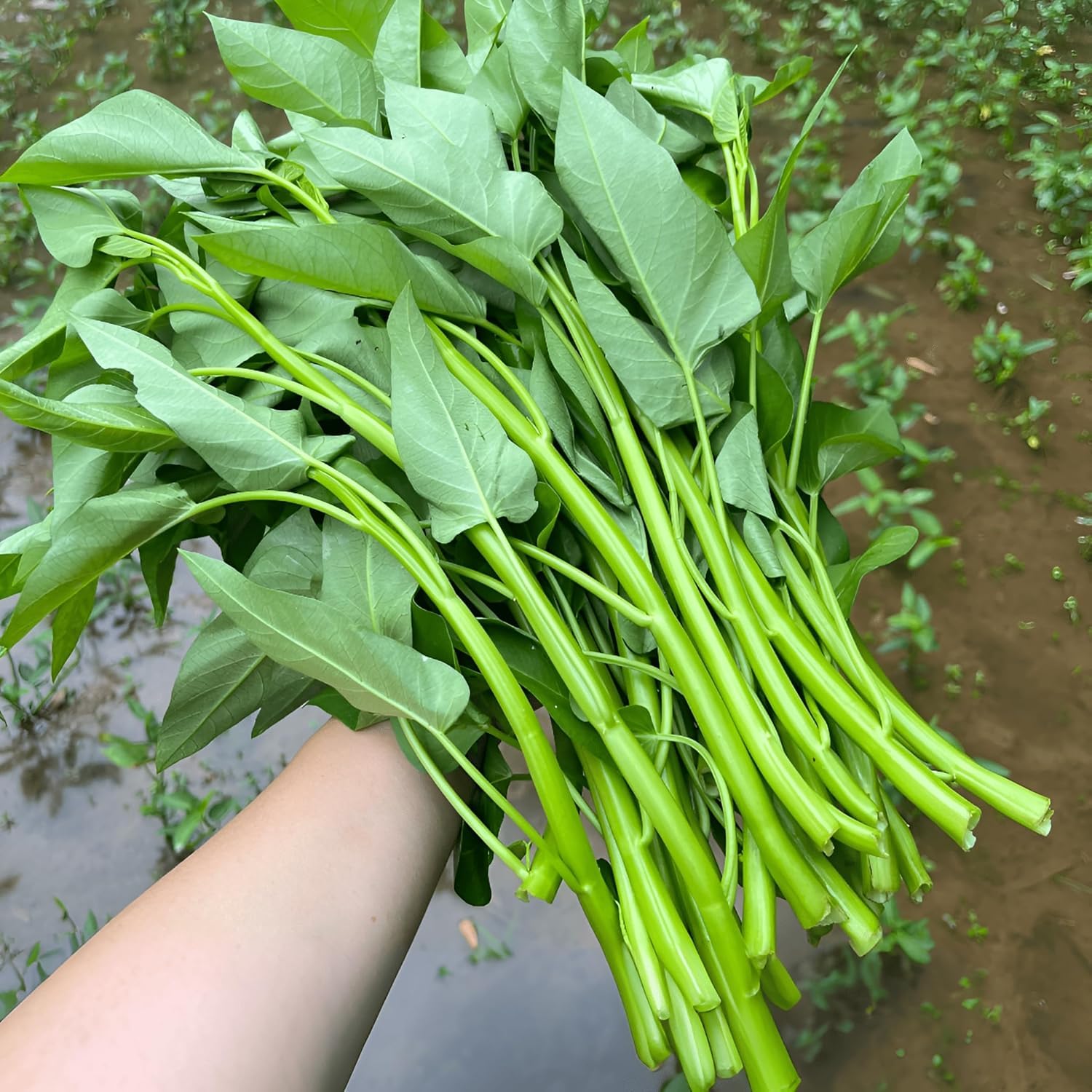 Kang Kong