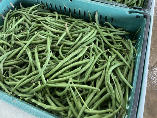 Green Bean
