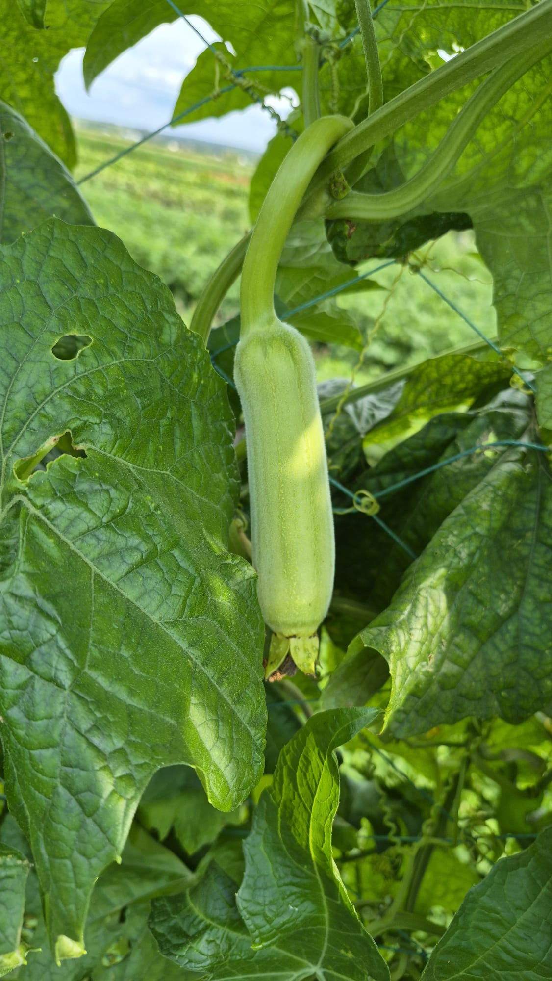 Luffa
